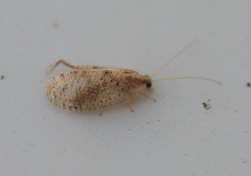 Hemerobius sp.